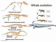 Image result for Whale Evolution Line
