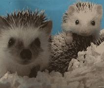 Image result for Hedgehog Playing