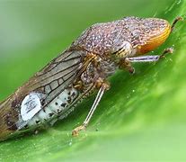Image result for "Glassy-winged Sharpshooter"