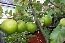 Image result for Apple Flower to Fruit Time-Lapse