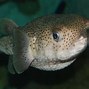 Image result for Most Poisonous Water Animal