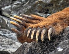 Image result for Bear Claw Size