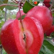 Image result for Red Meat Apple's From Brittany France