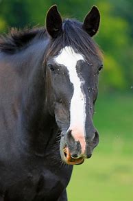 Image result for Black Horse Head