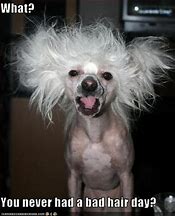 Image result for Funny Bad Hair Day