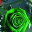 Image result for Green Flower iPhone