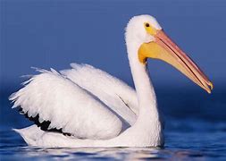 Image result for Blue Pelican White Bill