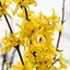 Image result for Yellow Flower iPhone Wallpaper