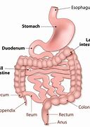 Image result for Food in Small Intestine