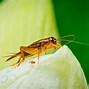 Image result for What Are Crickets a Sign Og