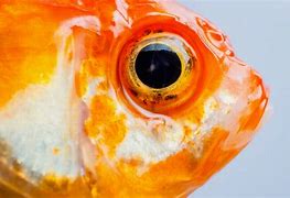 Image result for Fish Eyes Imamages