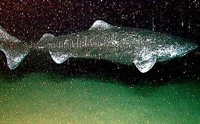 Image result for Greenland Shark Ocean Quahog
