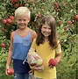Image result for Apple Picking in the Rain