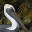 Image result for Brown Pelican Statues