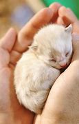 Image result for Neonate Kitten