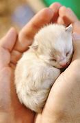 Image result for A Baby Cat