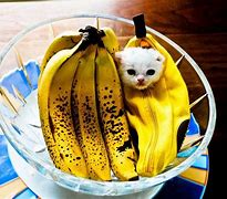 Image result for Banana Cat Happy