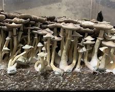 Image result for Mucci Spores Ape Cubensis