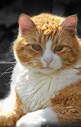 Image result for Orange and White Cat