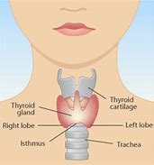 Image result for thyroid gland