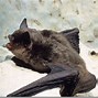 Image result for Gray Bat Endangered Species