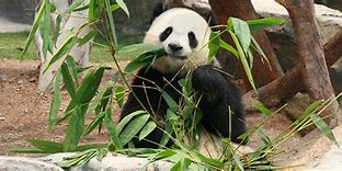 Image result for Giant Panda Threats