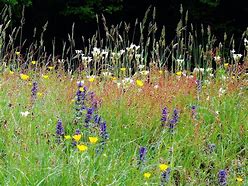 Image result for Plants in Wild