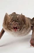 Image result for Small Vampire Bats