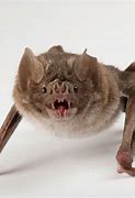 Image result for Types of Vampire Bat