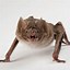 Image result for What Do Bats Look Like