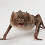 Image result for Furcula of Bat