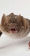 Image result for Scary Bat Pet