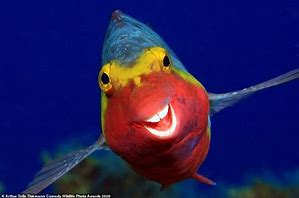 Image result for Smiling Fish