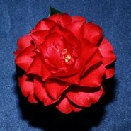 Image result for Camellia japonica Satsuma Kurenai