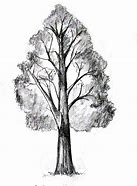 Image result for Sketch of Tree