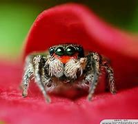 Image result for Most Beautiful Spider in the World