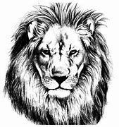 Image result for Lion Face Realistic Drawing Black and White