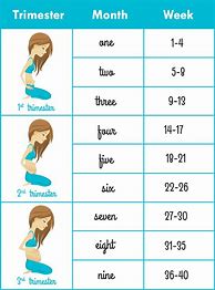 Image result for Month by Month Pregnancy Calendar