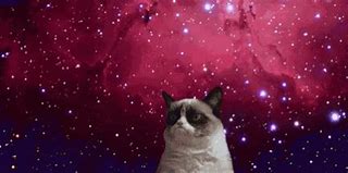 Image result for Space HD Wallpapers Funny Cat