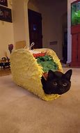 Image result for Cat Taco Swimsuit