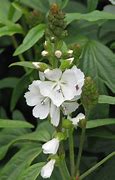 Image result for Sidalcea candida