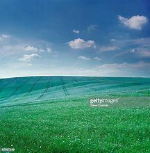 Image result for Flax Plant Field