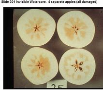Image result for Water Core Apple