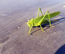 Image result for Jerusalem Cricket Insect