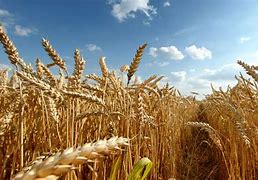 Image result for Agricultural Grain Background