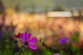 Image result for Purple Cosmos Flower Border