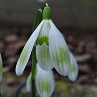 Image result for Galanthus Wifi Ufo