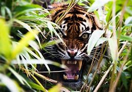 Image result for Tiger Kung Fu Techniques