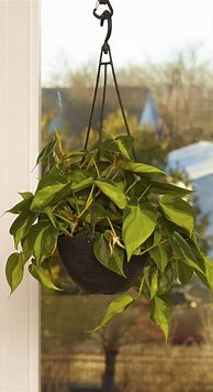 Image result for Hanging House Planters