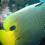Image result for Most Beautiful Pet Fish